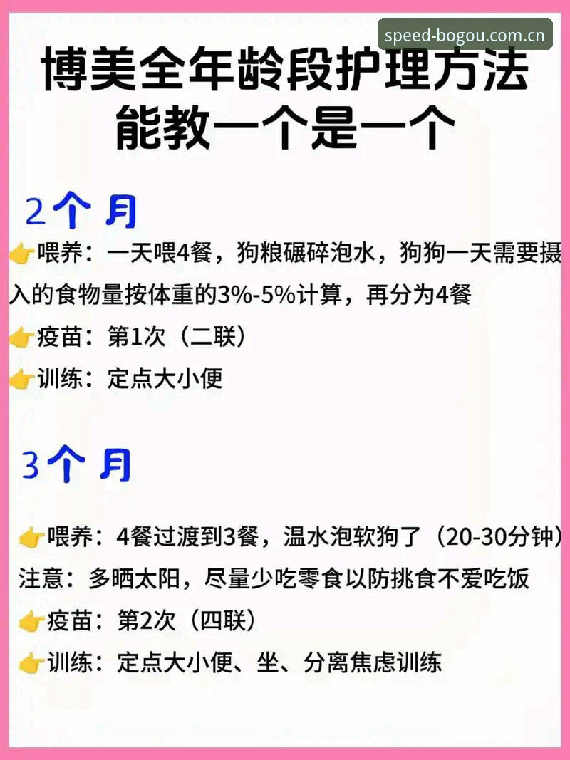 博狗官方平台使用教程：从新手到老手的完整操作指南